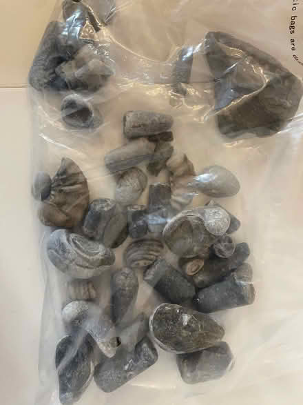 Photo of free Small bag of fossils (Lochend EH6) #1