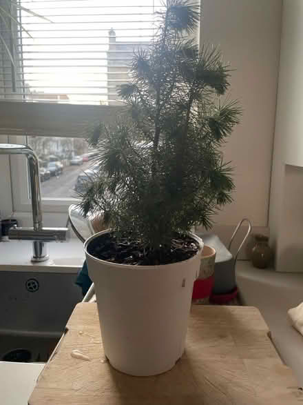 Photo of free Small Evergreen Tree (Highbury Barn N5) #1