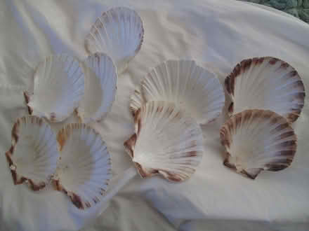 Photo of free Scallop Shells (Woodstock OX20) #1