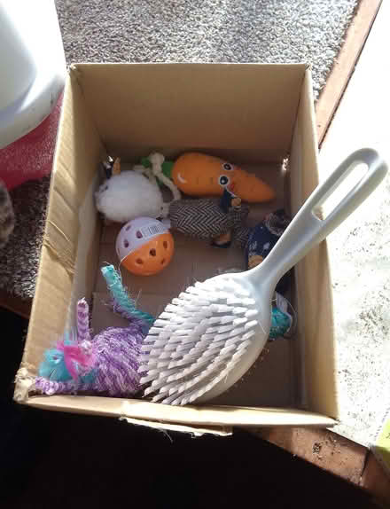 Photo of free Hooded large cat litter box plus toys (St Helens TN34) #2