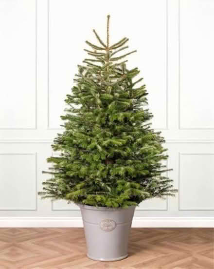 Photo of Christmas tree 🌲live in a pot (SE16) #1