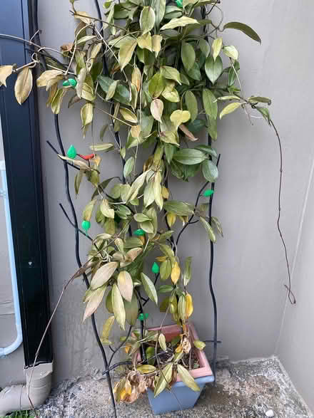 Photo of free Hoya plant (Rockdale) #1