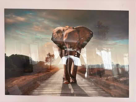 Photo of free Large Elephant canvas (Stannington S6) #1