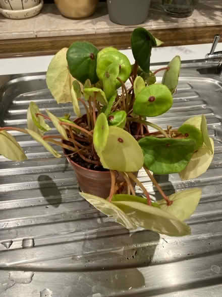 Photo of free Begonias (Broadstairs CT10) #2