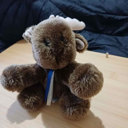 Photo of free Moose fluffy. (Sydenham SE26) #1