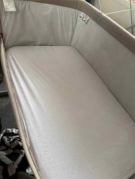 Photo of free Chico Next to Me (Ilkeston DE7) #4