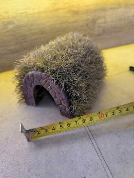 Photo of free Aquarium tunnel ornament (Bear Flat, Bath BA24) #1