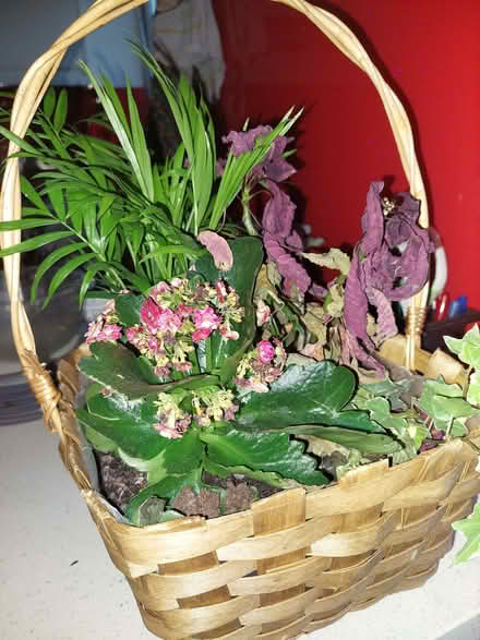Photo of free Plants in a basket (Chalfont St Peter SL9) #1