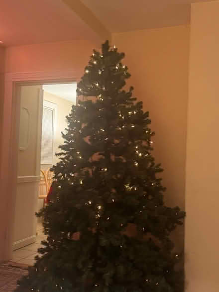 Photo of free Christmas Tree (Waltham MA) #2