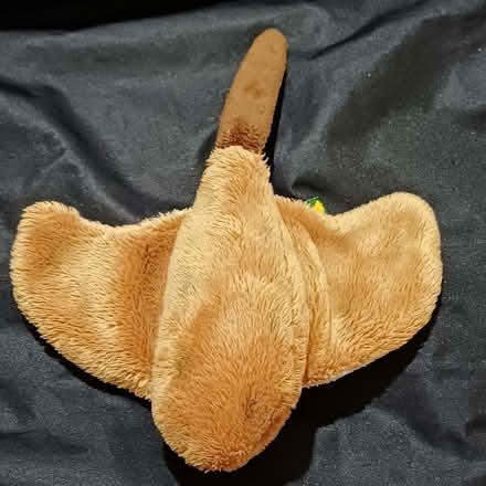 Photo of free Little stingray (Sydenham SE26) #2