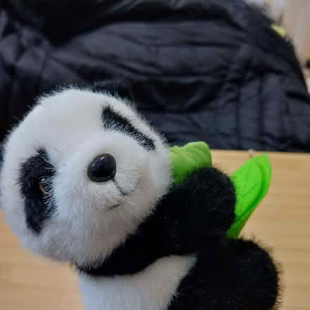 Photo of free Little Panda on a branch (Sydenham SE26) #1