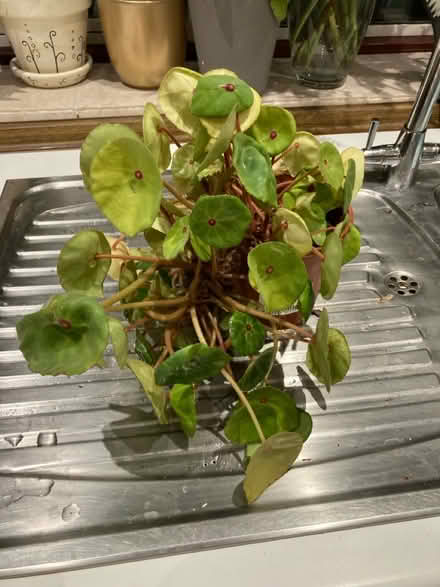 Photo of free Begonias (Broadstairs CT10) #1