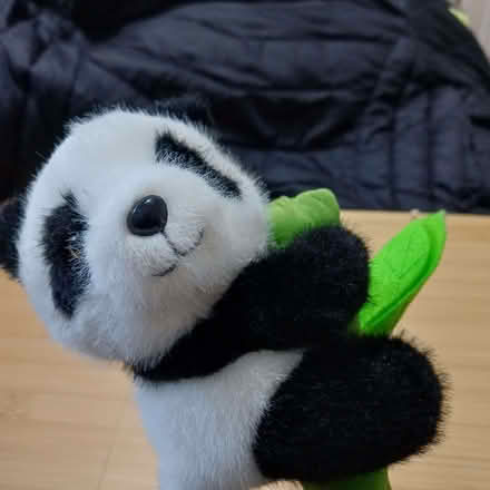 Photo of free Little Panda on a branch (Sydenham SE26) #2