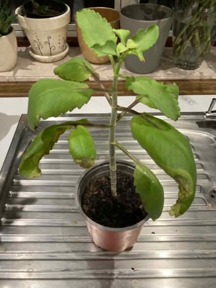 Photo of free Kalanchoe plants (Broadstairs CT10) #2