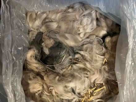 Photo of free Alpaca and wool fleece (Bletchingley RH1) #1