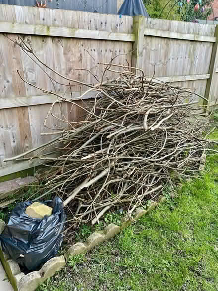 Photo of free Branches and twigs 🪵 (Heeley, S2) #1