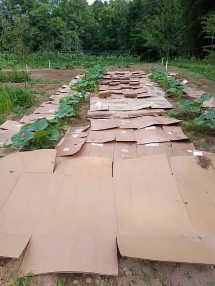 Photo of free Lots of cardboard (Foxton) #2