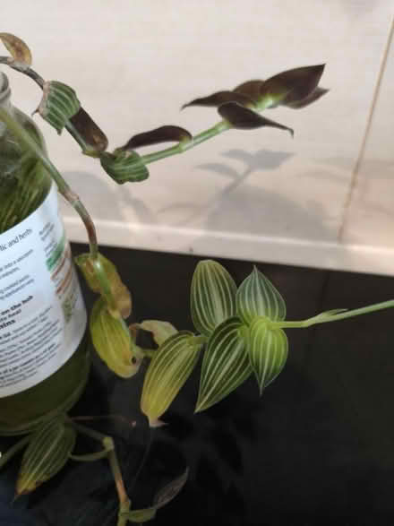 Photo of free Plant cuttings (Golders green NW11) #1