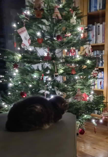 Photo of free B&Q artificial Christmas tree (Greasby) #2