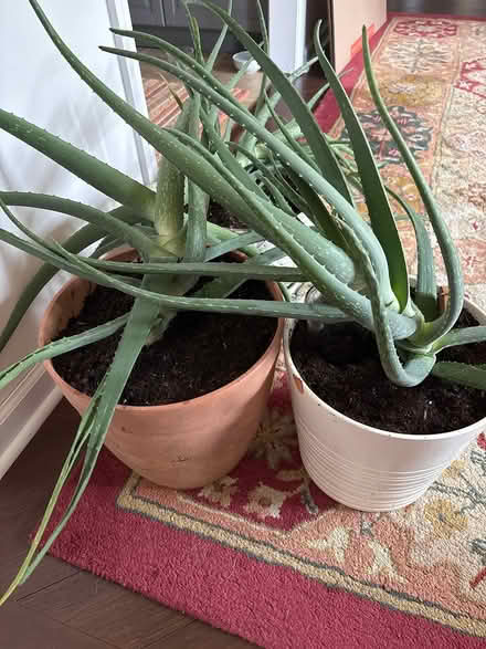 Photo of free Aloe plant (North Augusta) #1