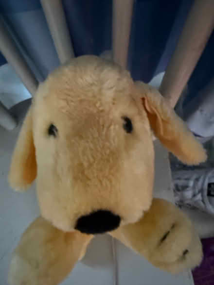 Photo of free Spot The Dog (Westbury Wilts BA13) #2