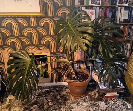 Photo of free Enormous cheese plant (Ely CB6) #1