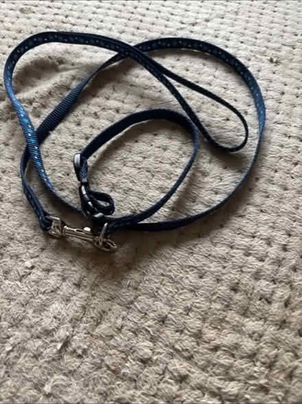 Photo of free Puppy Collar & Lead (Gleadless S14) #1