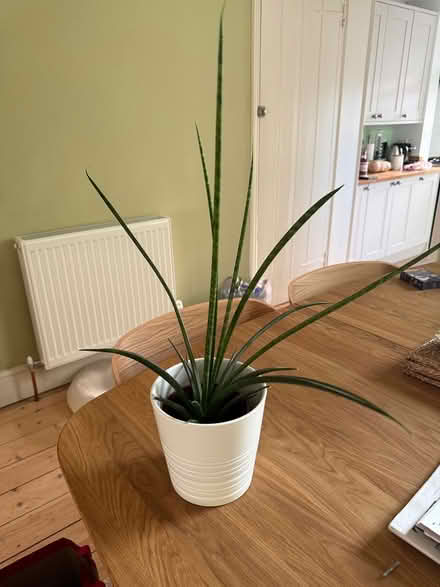 Photo of free Spiky houseplant (Exeter EX2) #1