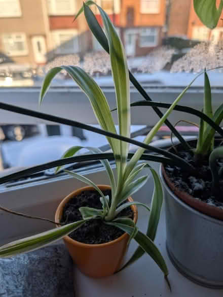 Photo of free Spider plants and baby lemon plants (Wallsend, NE28) #3