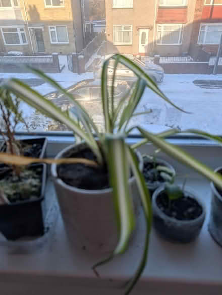Photo of free Spider plants and baby lemon plants (Wallsend, NE28) #2