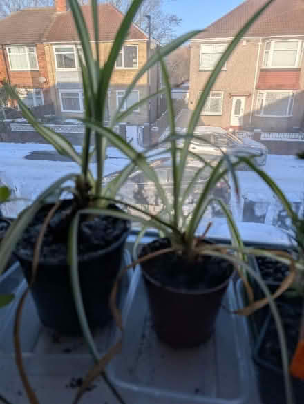 Photo of free Spider plants and baby lemon plants (Wallsend, NE28) #1