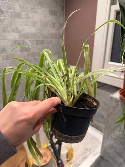 Photo of free Plants pots and soil (Kilburn) #3