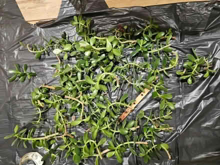 Photo of free Money plant Jade (Headington OX3) #1