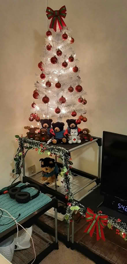 Photo of free White Christmas tree (Queen Alexandra) #1