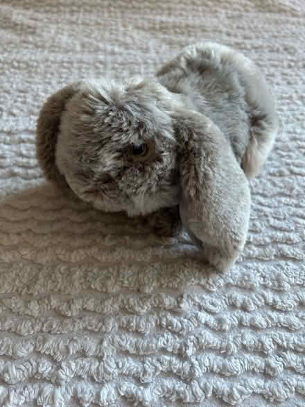 Photo of free Two rabbit soft toys. (Writtle CM1) #2