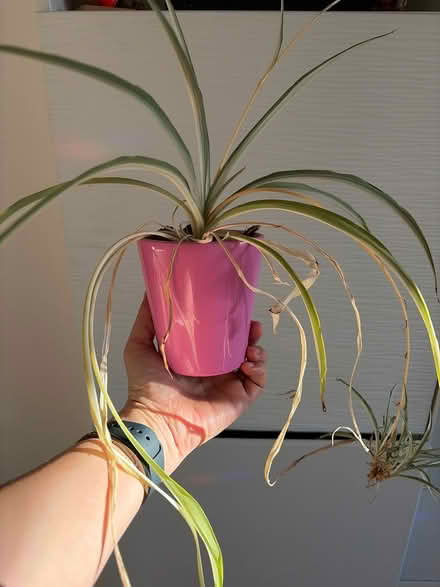 Photo of free Spider plant and pot (SG4 hitchin) #1