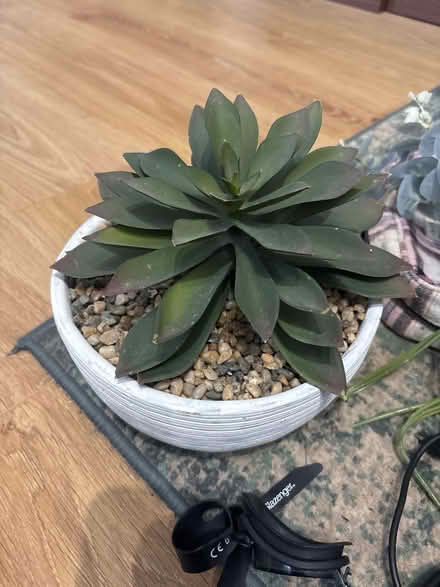 Photo of free Fake plant (North shields NE30) #1