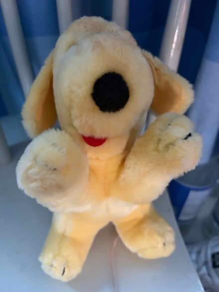 Photo of free Spot The Dog (Westbury Wilts BA13) #3