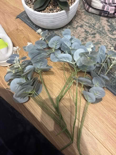 Photo of free Fake eucalyptus stems (North shields NE30) #1