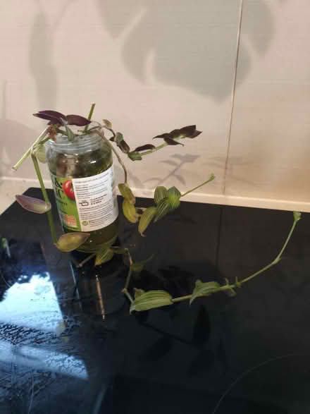 Photo of free Plant cuttings (Golders green NW11) #3