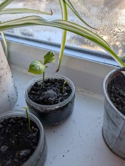 Photo of free Spider plants and baby lemon plants (Wallsend, NE28) #4