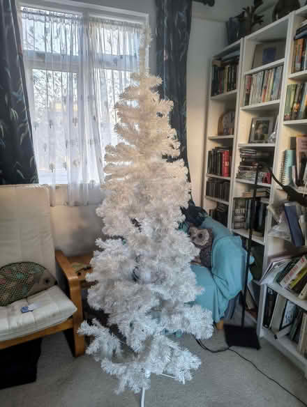 Photo of free Christmas tree (Sutton Park DY11) #1
