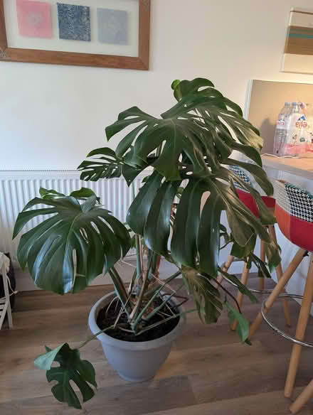 Photo of free Monstera deliciosa (North Wembley) #1