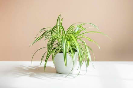Photo of Indoor plants (Gungahlin ACT) #1