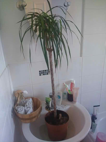 Photo of free House plant (Malvern Vale WR14) #1