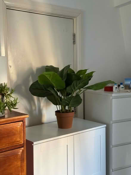 Photo of free Fake plant (Angel N1) #1