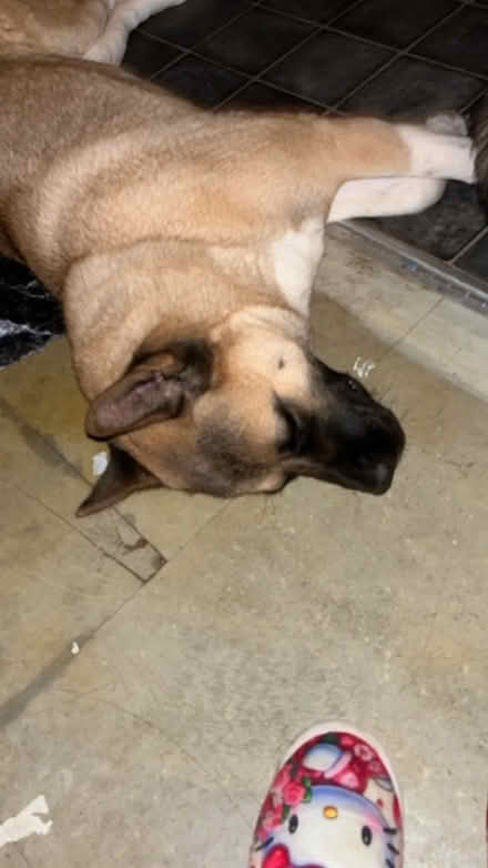 Photo of Hackbridge SM5) #1