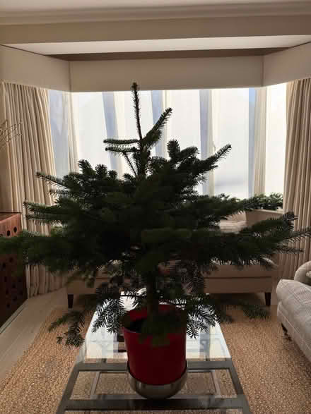 Photo of free Live Christmas tree in pot approx 3.5-4ft (Barnes SW13) #1