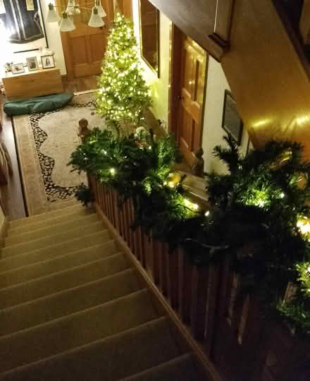 Photo of free 6 feet LED pre-lit Christmas Tree (Bridge of Weir.) #1