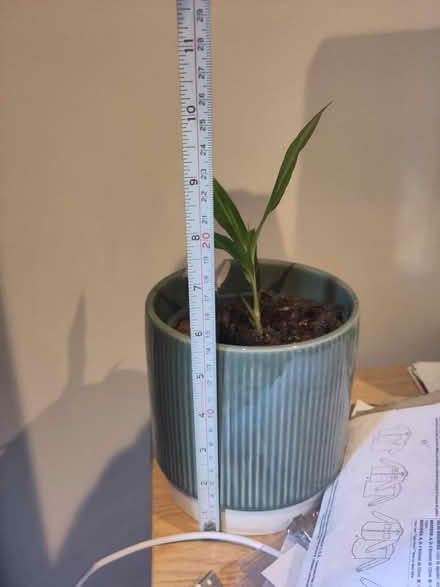 Photo of free Pot plant (E14 9FE) #1